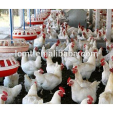 Komplette Geflügel Ausrüstungen für Geflügel Haus für Broiler Huhn